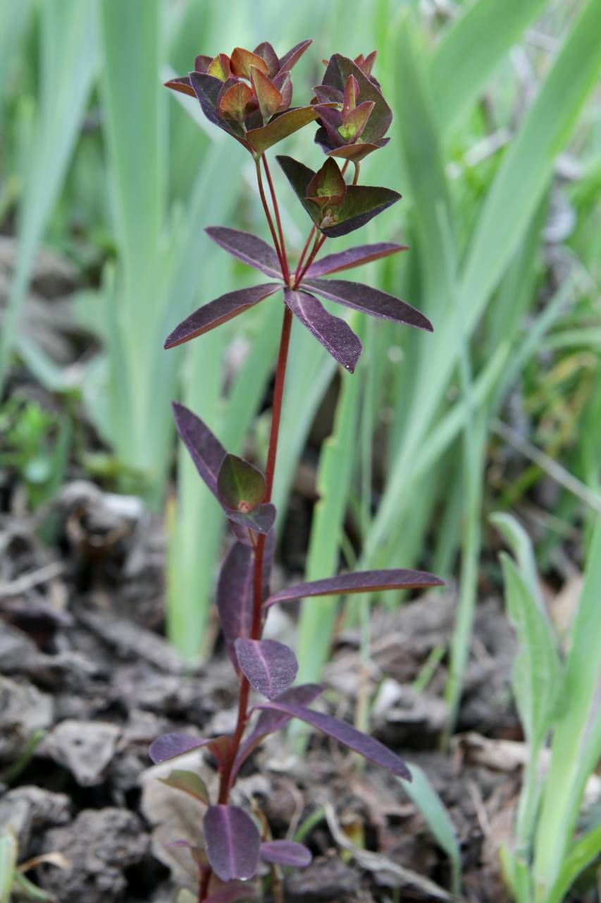 Photo of Chameleon Spurge